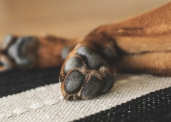 Idoso é flagrado estuprando cachorro em cidade do interior gaúcho