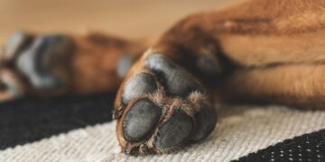 Idoso é flagrado estuprando cachorro em cidade do interior gaúcho