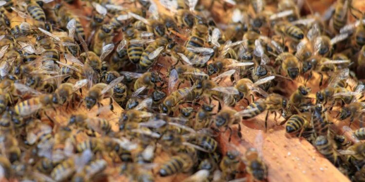 Cavalo morre e três pessoas ficam feridas após ataque de abelhas no RS