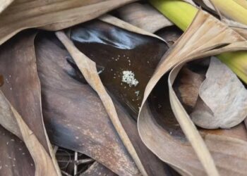 Mosquito-pólvora: conheça inseto que transmite vírus e preocupa moradores do Litoral do RS