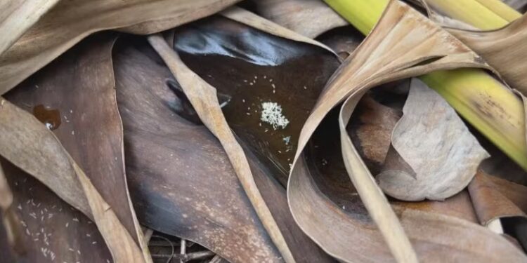 Mosquito-pólvora: conheça inseto que transmite vírus e preocupa moradores do Litoral do RS