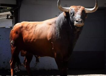 Homem de 45 Anos Morre Após Ser Atacado por Touro, em Santa Catarina