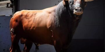 Homem de 45 Anos Morre Após Ser Atacado por Touro, em Santa Catarina