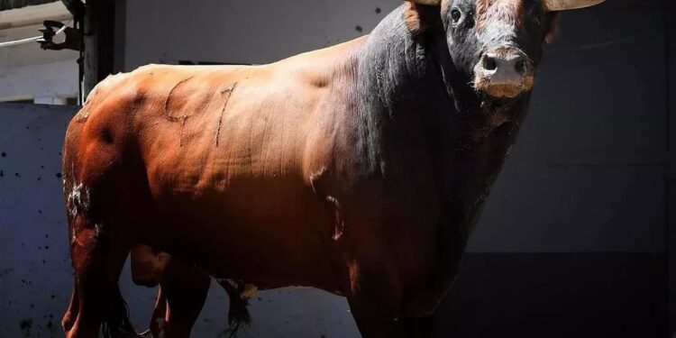 Homem de 45 Anos Morre Após Ser Atacado por Touro, em Santa Catarina