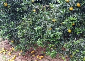 Chuvas comprometem mais de 50% das safras de laranja, bergamota e limão do RS