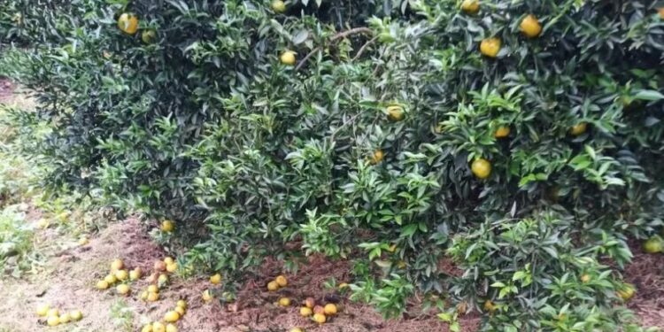 Chuvas comprometem mais de 50% das safras de laranja, bergamota e limão do RS