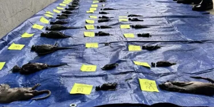 Defensoria Pública cobra R$ 50 milhões de indenização de pet shop que deixou animais morrerem afogados durante enchente em Porto Alegre