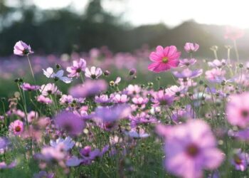 Setembro deve ser marcado por calor acima da média e menos chuva do que no ano passado