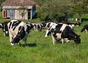 Brasil vai destinar mais de 1 bilhão de dólares do Fundo Clima para recuperar pastagens