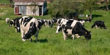 Brasil vai destinar mais de 1 bilhão de dólares do Fundo Clima para recuperar pastagens