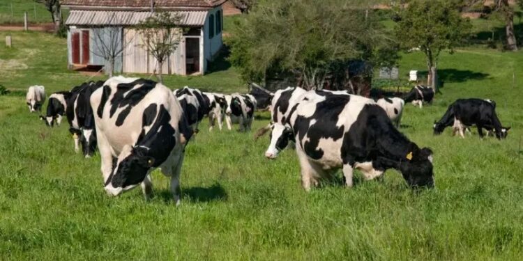 Brasil vai destinar mais de 1 bilhão de dólares do Fundo Clima para recuperar pastagens