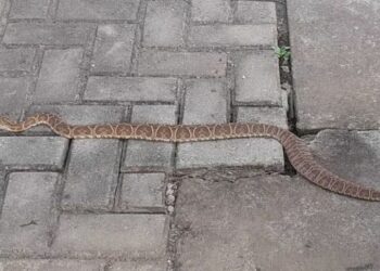 Cobra é capturada em local de votação após dar susto em eleitores no interior do RS