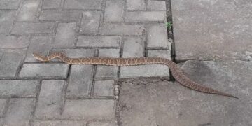 Cobra é capturada em local de votação após dar susto em eleitores no interior do RS