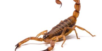 Brasil tem mais de 200 mil casos de picada de escorpião por ano
