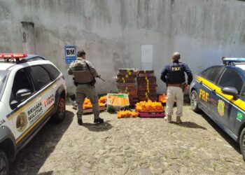 Polícia apreende mais de meia tonelada de maconha em Torres