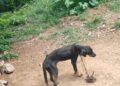 DENÚNCIA : Cachorro é Resgatado em Estado Crítico em Castro Alves Interior de Nova Roma Do Sul