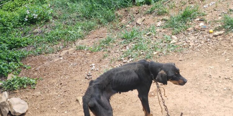 DENÚNCIA : Cachorro é Resgatado em Estado Crítico em Castro Alves Interior de Nova Roma Do Sul