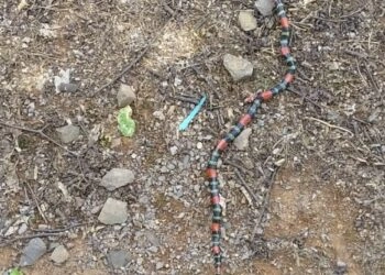 Aparições de Cobras Corais Preocupam Capela São Paulo Inteiror de Nova Roma Do Sul