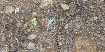 Aparições de Cobras Corais Preocupam Capela São Paulo Inteiror de Nova Roma Do Sul
