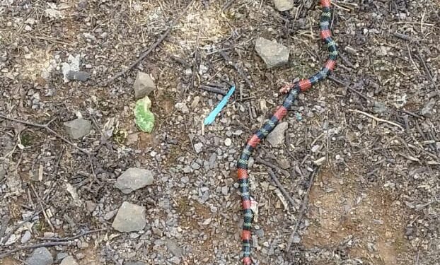 Aparições de Cobras Corais Preocupam Capela São Paulo Inteiror de Nova Roma Do Sul