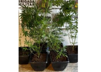 Homem é preso com seis pés de maconha em Gramado