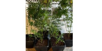 Homem é preso com seis pés de maconha em Gramado