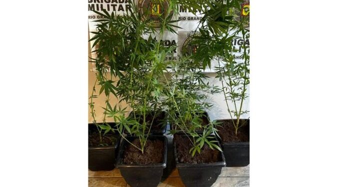 Homem é preso com seis pés de maconha em Gramado
