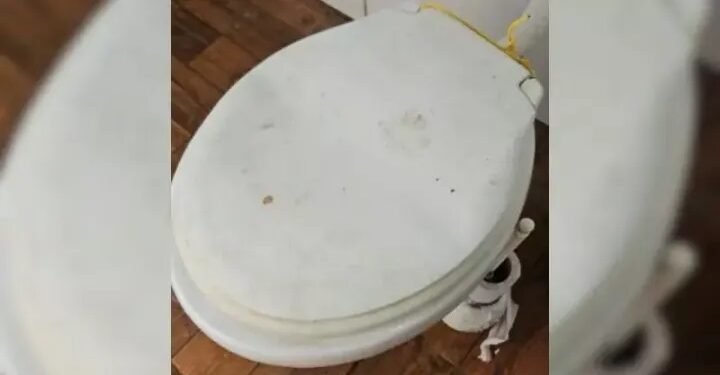 Homem é preso em flagrante por abusar de cadela em banheiro de residência em Arroio do Silva