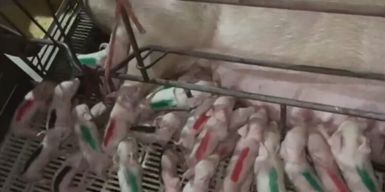 Porca dá à luz 45 leitões e pode conquistar recorde mundial