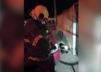 Mulher tem orelha arrancada e policial é atacado por pitbull em Santa Catarina