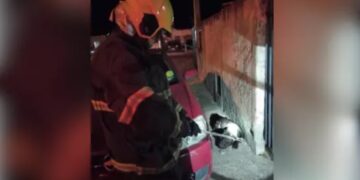 Mulher tem orelha arrancada e policial é atacado por pitbull em Santa Catarina