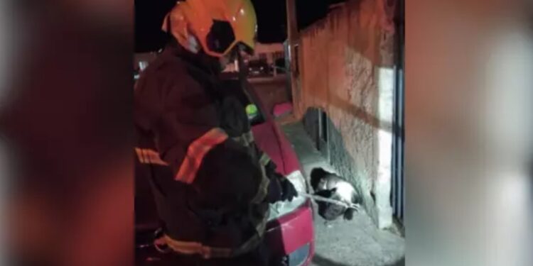 Mulher tem orelha arrancada e policial é atacado por pitbull em Santa Catarina