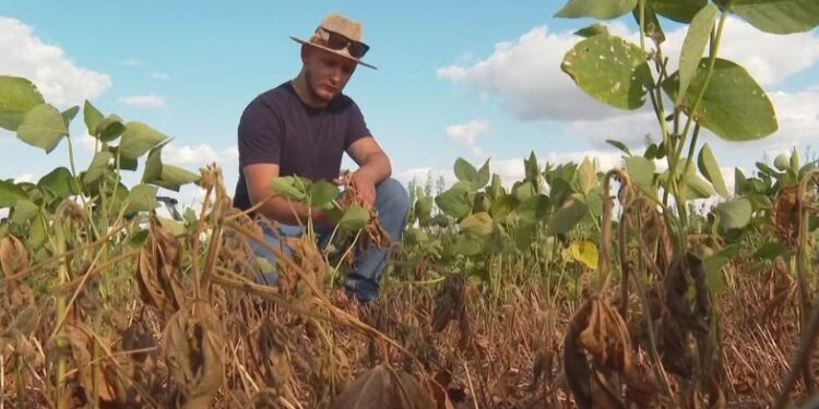 Estiagem atinge o RS e já prejudica agropecuária do estado: ‘tragédia, perda total’, diz agricultor