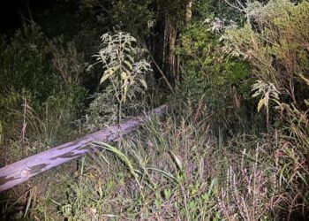 Homem morre após árvore cair sobre sua cabeça na Linha 32, interior de Arroio do Meio