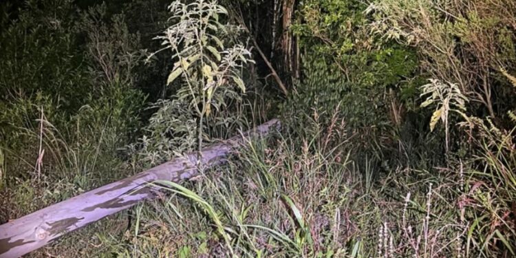 Homem morre após árvore cair sobre sua cabeça na Linha 32, interior de Arroio do Meio