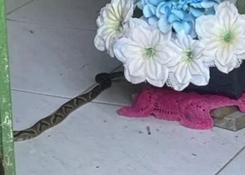 Perigo no altar: Cobras jararacas são capturadas em altar de igreja em Santa Catarina