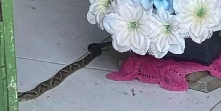 Perigo no altar: Cobras jararacas são capturadas em altar de igreja em Santa Catarina