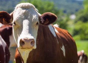 Homem tenta estuprar vaca, leva coice e morre em fazenda