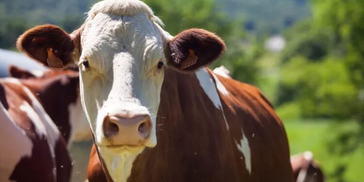 Homem tenta estuprar vaca, leva coice e morre em fazenda