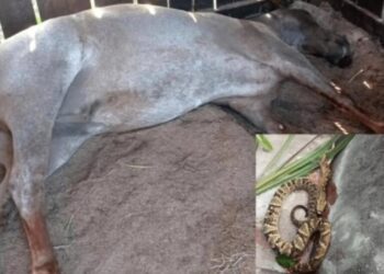 Cavalo morre após picada de jararaca em Ronda Alta e alerta é emitido para moradores