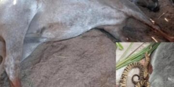 Cavalo morre após picada de jararaca em Ronda Alta e alerta é emitido para moradores