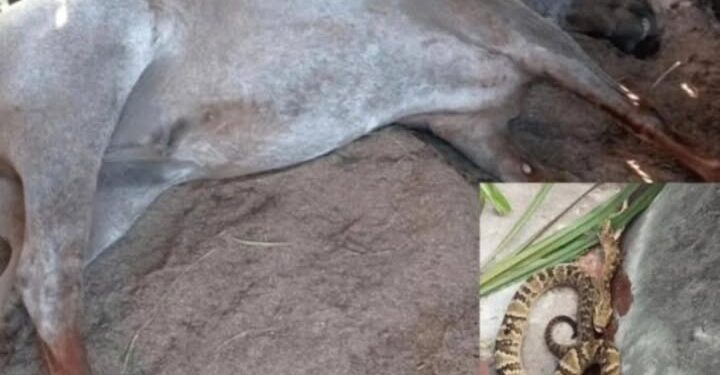 Cavalo morre após picada de jararaca em Ronda Alta e alerta é emitido para moradores