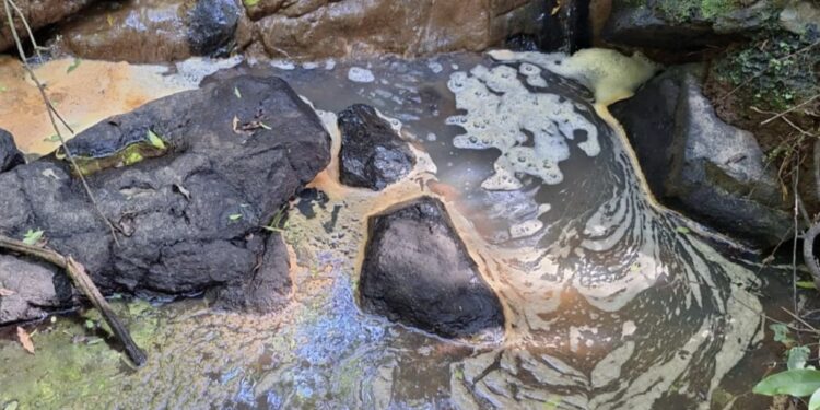 Três pessoas são flagradas praticando crime ambiental, em Antônio Prado