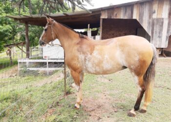 Égua Desaparece na Linha São Vicente em Nova Roma do Sul