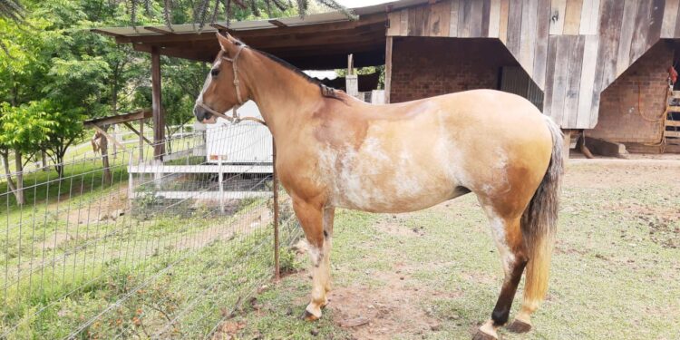 Égua Desaparece na Linha São Vicente em Nova Roma do Sul