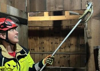 Cobra venenosa é resgatada em residência de Canela