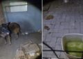 Empresário é preso em Santa Maria por maus-tratos a animais e comércio ilegal de agrotóxicos