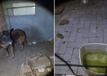 Empresário é preso em Santa Maria por maus-tratos a animais e comércio ilegal de agrotóxicos