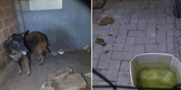 Empresário é preso em Santa Maria por maus-tratos a animais e comércio ilegal de agrotóxicos