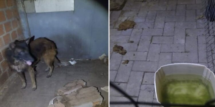 Empresário é preso em Santa Maria por maus-tratos a animais e comércio ilegal de agrotóxicos